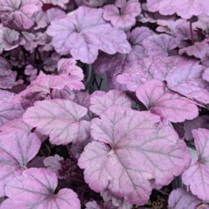 Heuchera x 'Pw Dolce Wildberry