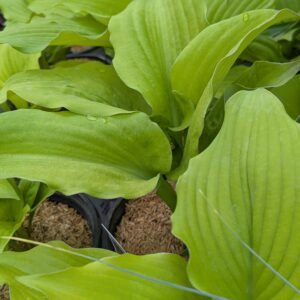 Hosta x 'Pw Shadowland Coast To Coast'