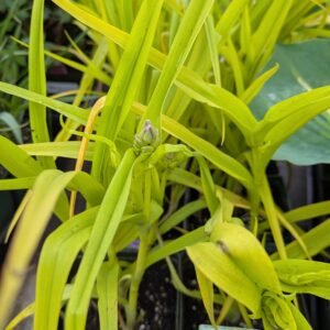 Tradescantia x Andersoniana 'Sweet Kate' . #1