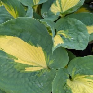Hosta 'Dream Queen'