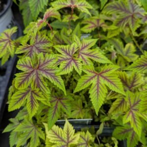 Filipendula x 'Red Umbrellas'