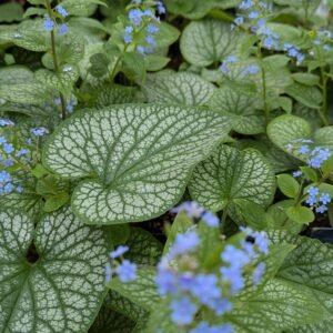 Brunnera Macrophylla 'Alexander'S Great'