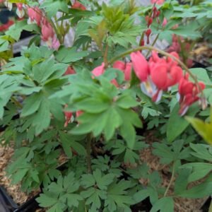 Dicentra Spectabilis 'Pw 'Hordival'