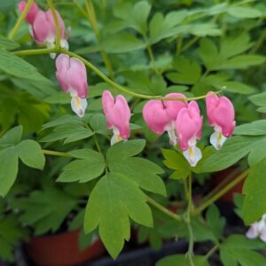 Dicentra Spectabilis 'Yellow Leaf'
