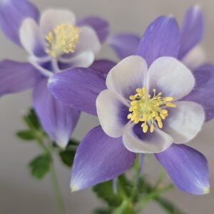 Aquilegia x 'Earlybird Blue White'