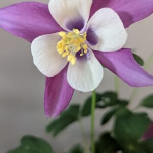 Aquilegia x 'Earlybird Purple White'