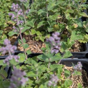 Nepeta Faassenii 'Wg Picture Purrfect'