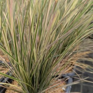 Deschampsia Caespitosa 'Northern Lights'