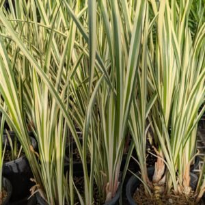 Acorus Calamus 'Variegatus'