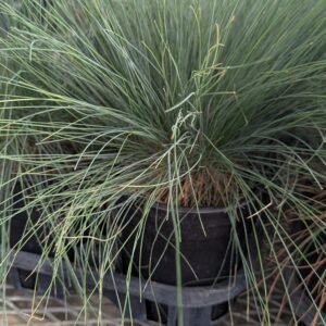 Festuca Glauca 'Seeigel'