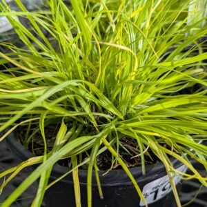Hakonechloa Macra 'All Gold'