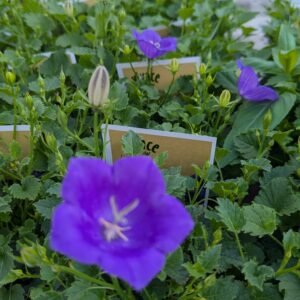 Campanula Carpatica 'Pearl Deep Blue'