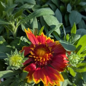 Gaillardia x Grandiflora 'Sunset Orange'