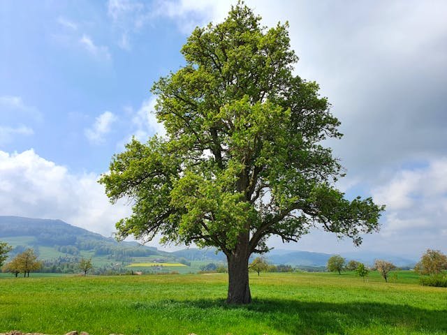 Shade Trees