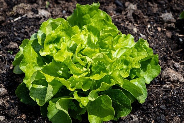 Vegetables