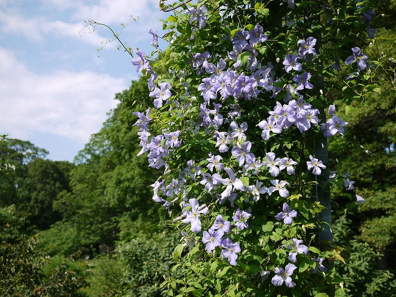 Vines