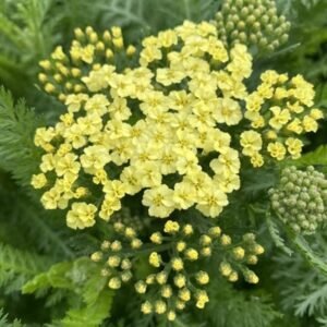 Achillea Millefolium 'Sunny Seduction'