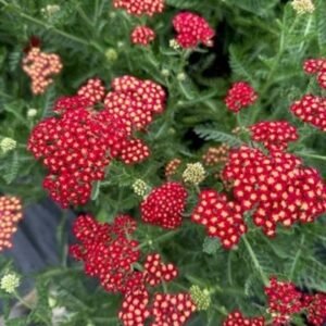 Achillea Millefolium 'Sassy Summer Sangria'