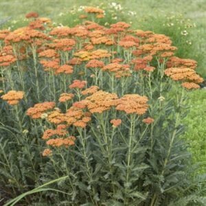 Achillea Millefolium 'Sassy Summer Sunset'