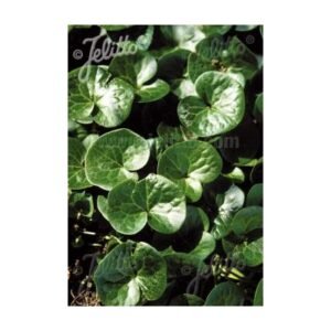 Asarum Europaeum