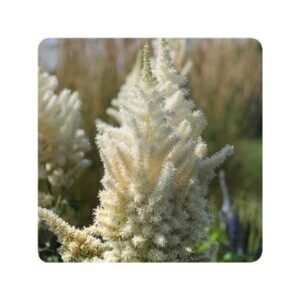 Astilbe Chinenis 'Diamonds And Pearls
