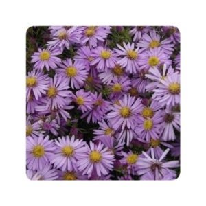Aster Dumosus 'Woods Pink'