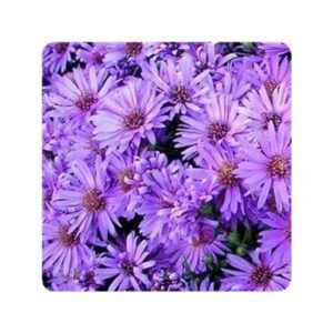 Aster Dumosus 'Woods Purple'