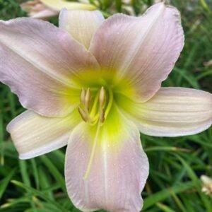 Hemerocallis 'Catherine Woodbury'