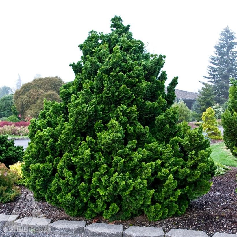 Dwarf Evergreens