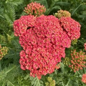 Achillea Millefolium 'Sassy Summer Taffy'
