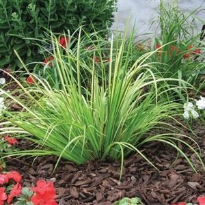 Acorus Gramineus 'Oborozuki'