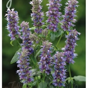 Agastache Foeniculum 'Blue Fortune' Violet Blue Anise Hyssop)