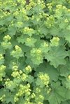 Alchemilla Mollis