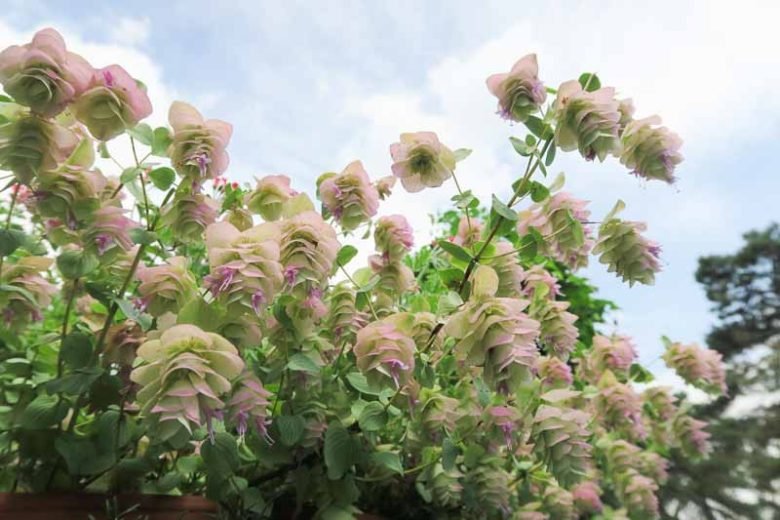 Ornamentals