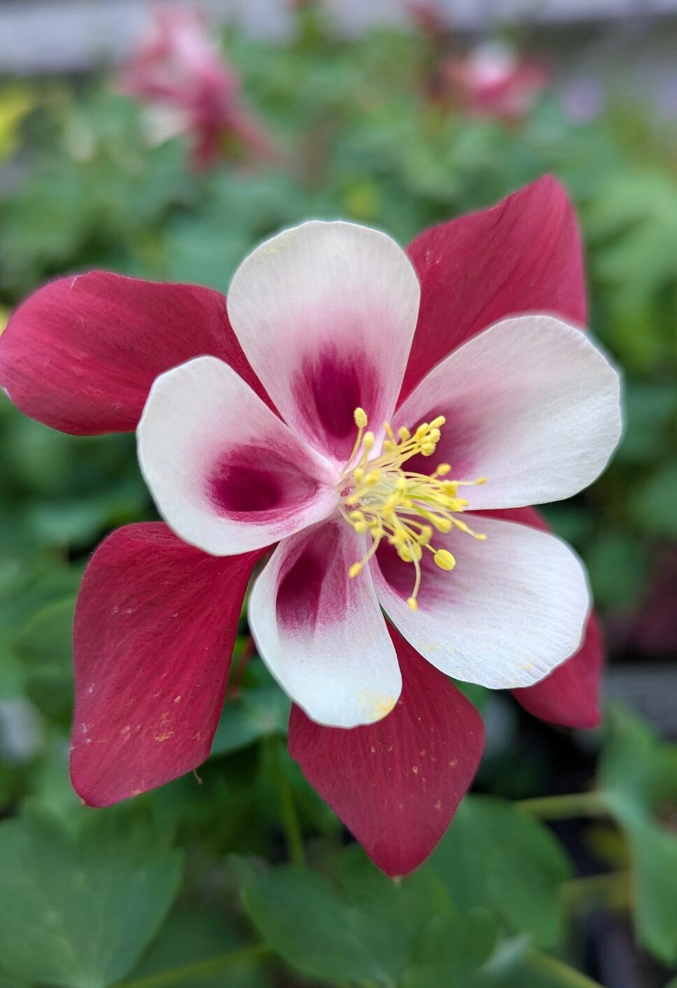 Perennials