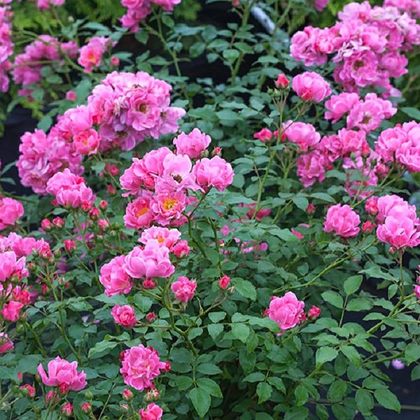 Flowering Shrubs