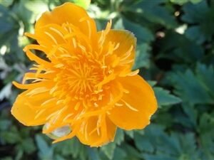 Trollius Chinensis 'Golden Queen'