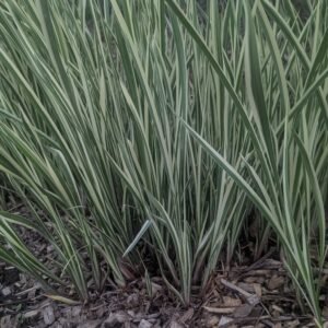 Acorus Calamus 'Variegatus'