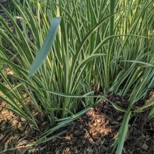 Acorus Hybrid Ssp Sweet Flag Grass)