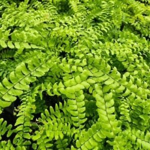 Adiantum Pedatum