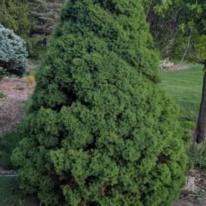 Picea Glauca Var. Albertiana 'Conica'