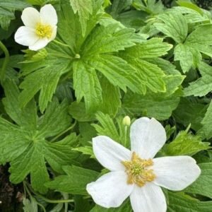 Anemone Canadensis