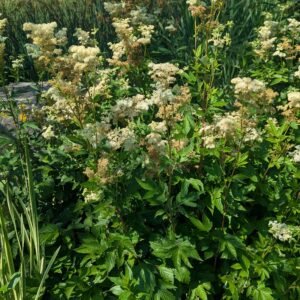 Aruncus Dioicus Sylvestris