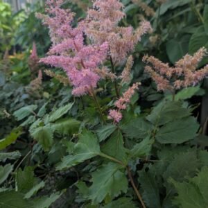 Astilbe x 'Ice Cream'