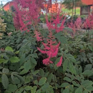 Astilbe x 'Paul Gaarder'
