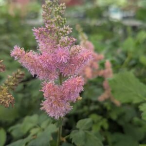 Astilbe Chinensis 'Little Visions In Pink'