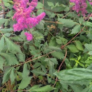 Astilbe Chinensis 'Visions In Red'