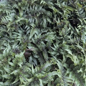 Athyrium Niponicum 'Pictum'
