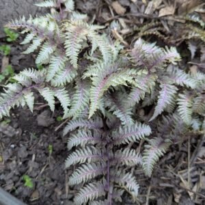 Athyrium Niponicum 'Pictum'