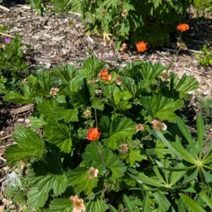 Geum Chiloense 'Mrs. Bradshaw'